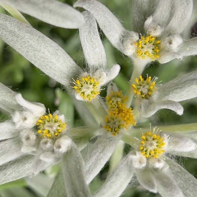 Crème contour des yeux Edelweiss Extrême Odacite ingredients