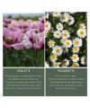 Oden's natural cleansing oil Ingredients