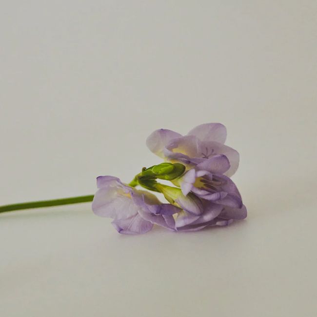 Refeel's Poudre Sentimentale Natural Silky Oil Ingredient
