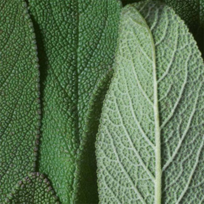 Bronzing Powder – Dr. Hauschka | MonCornerB