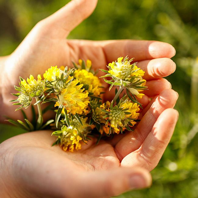 Nettoyant visage bio purifiant Dr Hauschka