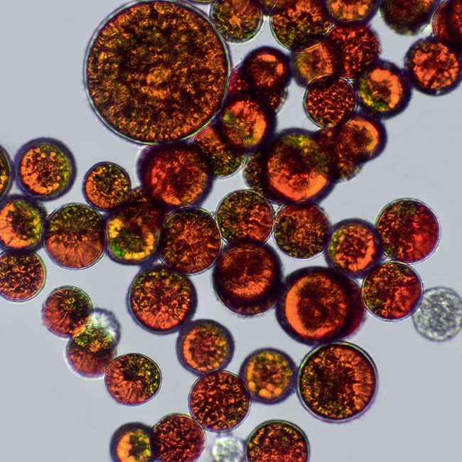 Crème visage bio soin concentré bonne mine Eclo