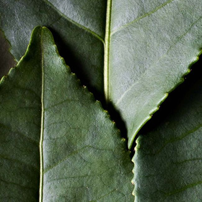 Precision Mascara – Dr. Hauschka | MonCornerB