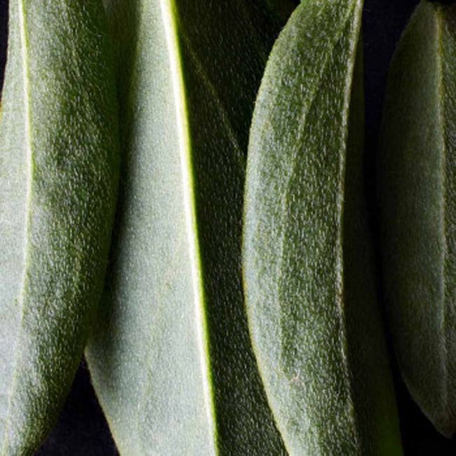 Crayon à lèvres bio précision Dr Hauschka