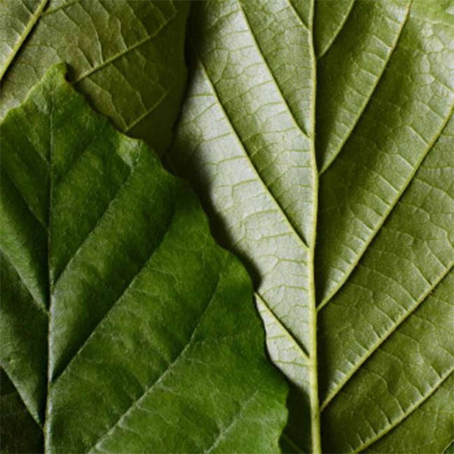 Highlighter Dr Hauschka