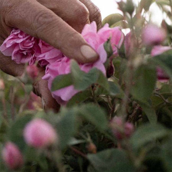 Crème visage bio de jour légère à la rose Dr Hauschka