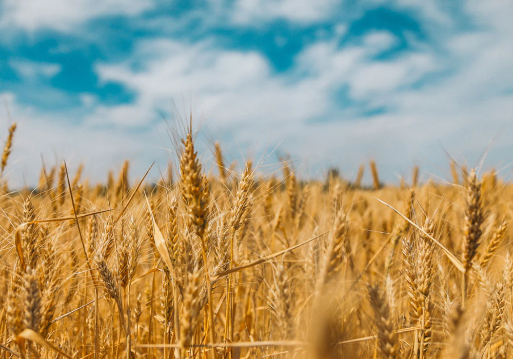 Acide hyaluronique originaire du blé par bio fermentation