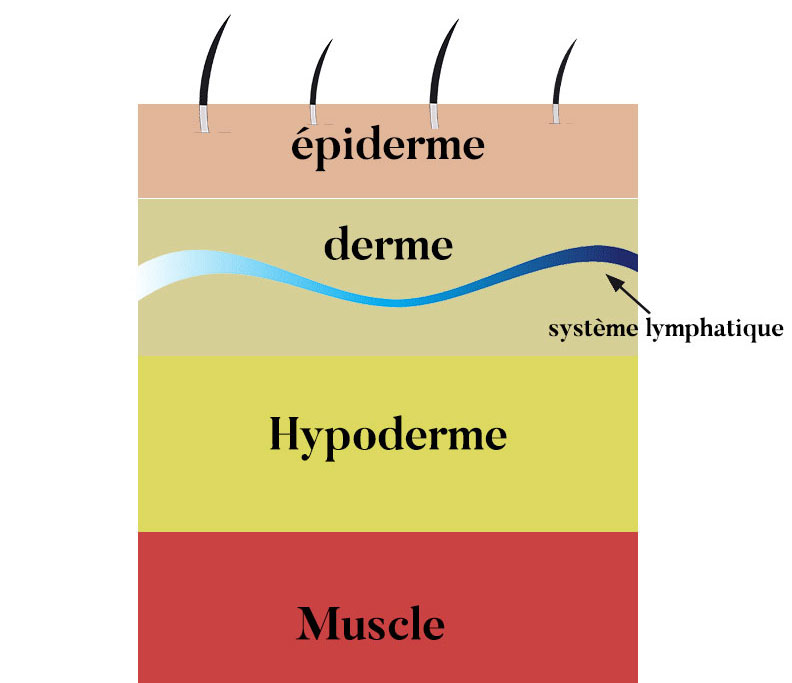 Brossage Lymphatique