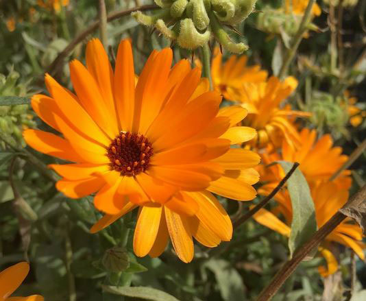 calendula fleur