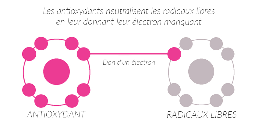 Combattre les radicaux libres