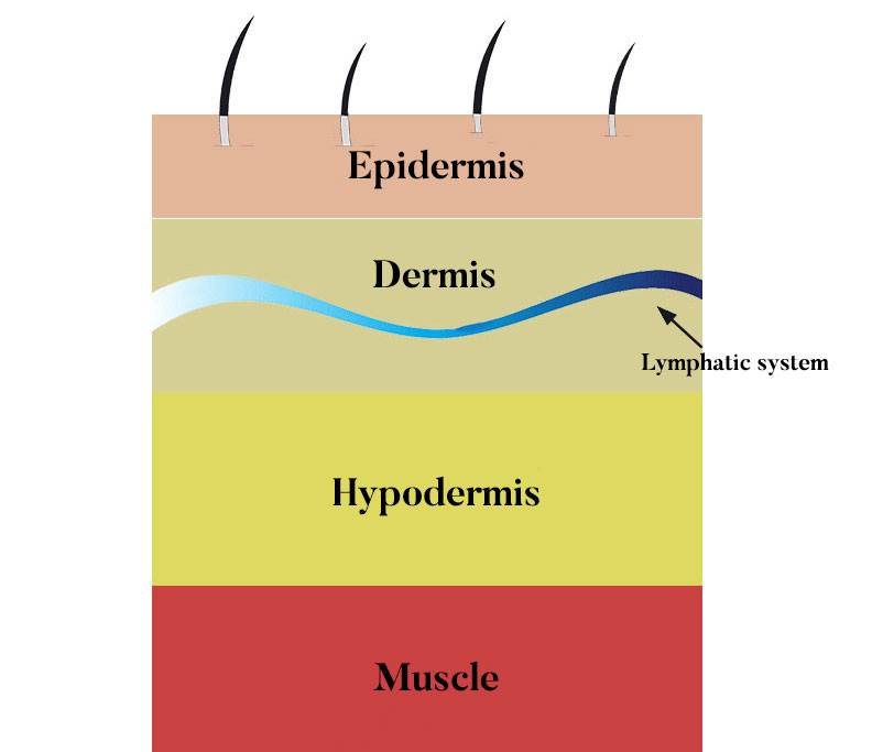 Lymphatic Brushing