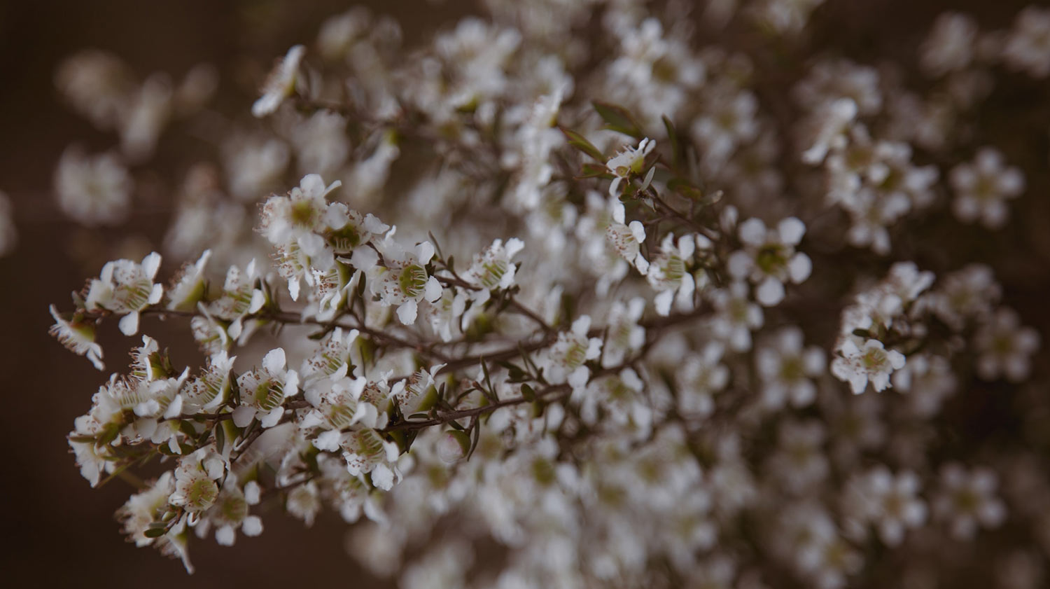 Miel De Manuka Visage