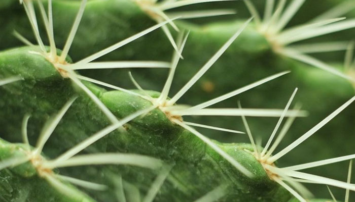 plantes-adaptogene-cactus-figues-de-barbarie