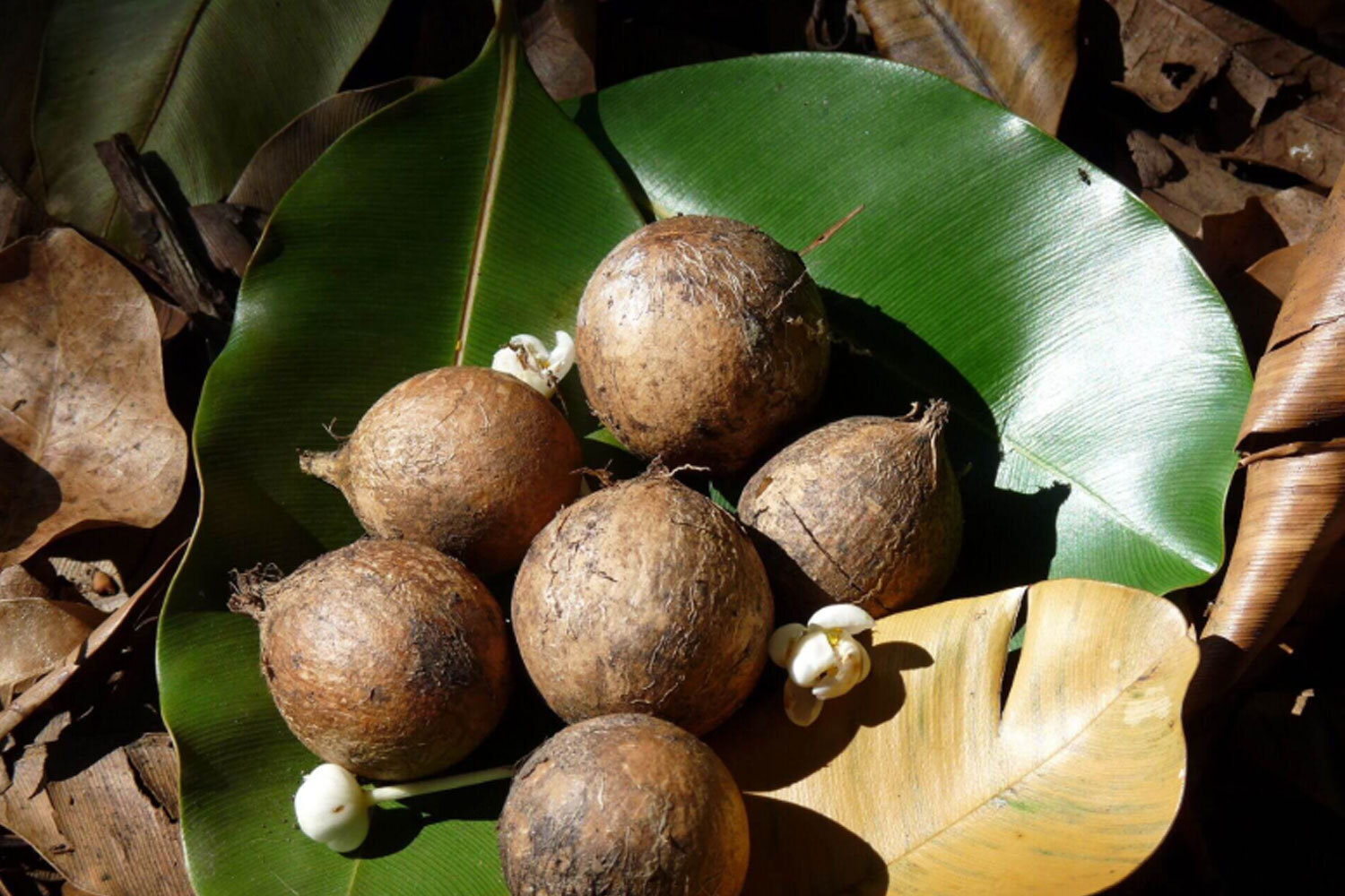 Tamanu Oil