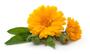 calendula